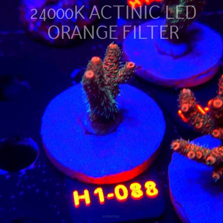 Acropora MILLEPORA JF SOLAR FLAME (02.02.2026) H1-088  4cm