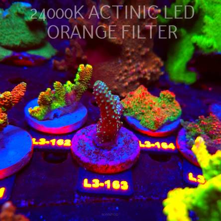 Acropora humilis DARK MOON (11.09.2026) L3-163  5cm