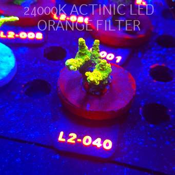 Acropora GOLD JAWDROPPER (14.11.2025) L2-040  4cm