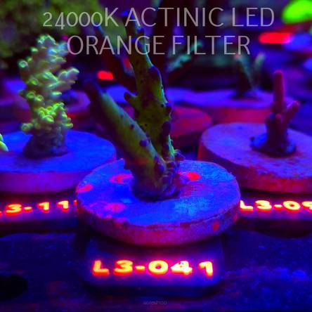 Acropora EC Frankie's Kryptonite (04.01.2026) L3-041  6cm