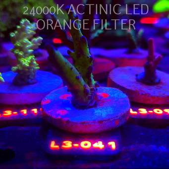 Acropora EC Frankie's Kryptonite (04.01.2026) L3-041  6cm