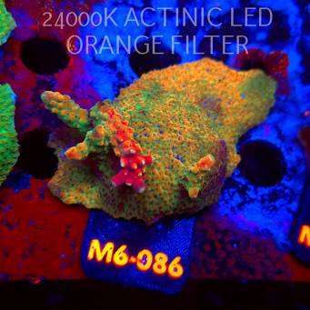 Acropora JMC RAINBOW PRINCESS Signature Frag (12.06.2026) M6-086  8cm