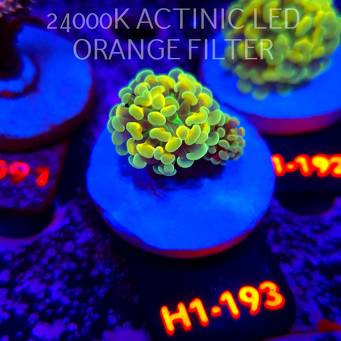 Euphyllia paraancora AUSSIE GREEN HOLOGRAM HAMMER (01.07.2026) H1-193
