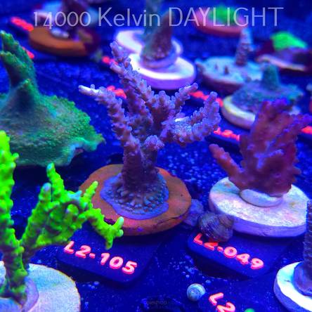 Acropora TENUIS BLUE (14.11.2025) L2-105  8cm