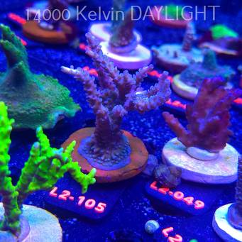 Acropora TENUIS BLUE (14.11.2025) L2-105  8cm