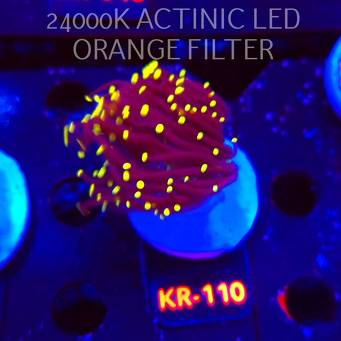 Euphyllia glabrescens Malaysian Miami Torch (03.01.2026) KR-110