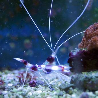 Stenopus hispidus (Boxing shrimp)