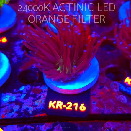 Euphyllia glabrescens NY KNICKS TORCH (01.09.2026) KR-216