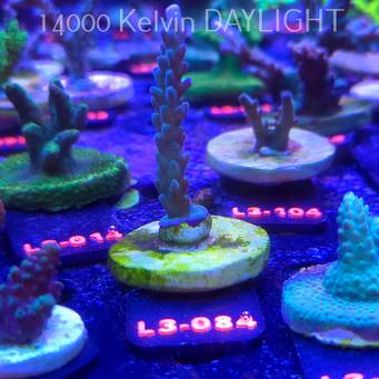 Acropora sp. AUSTRALIA (04.01.2026) L3-084  7cm