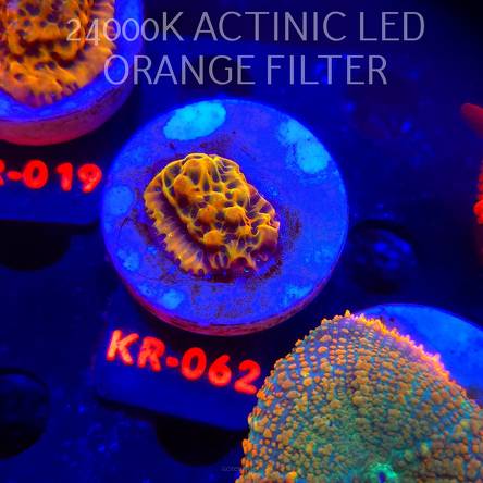 Montipora danae ULTRA (01.02.2026) KR-062  2.5cm