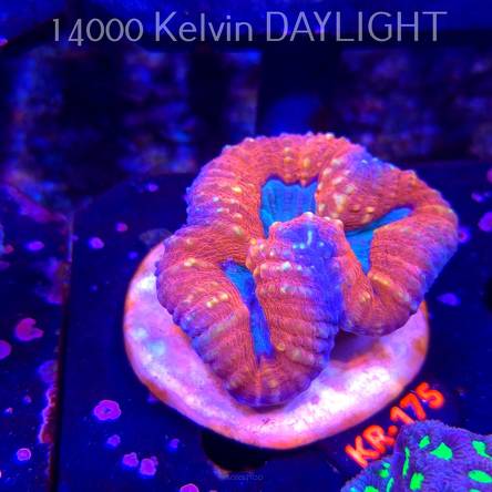 Lobophyllia corymbosa ULTRA Australia (21.02.2026) KR-175