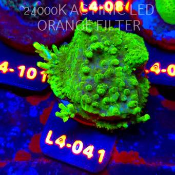 Acropora sp. AUSTRALIA  (07.01.2026) L4-041  5cm