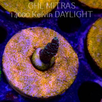 Acropora millepora BLUE (20.02.2025) L4-I-13  3cm