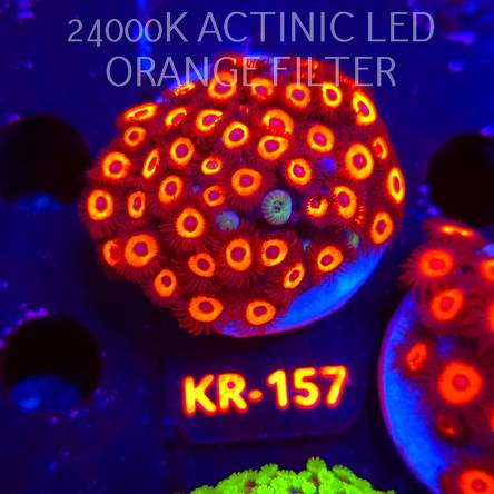 Zoanthus JOHNNY PUMPKIN (03.01.2026) 30P+ KR-157