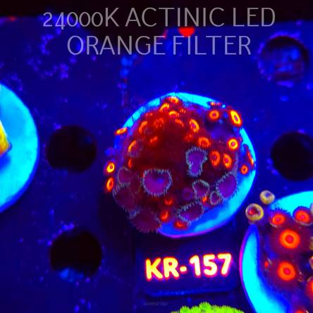 Zoanthus JOHNNY PUMPKIN (03.01.2026) 30P+ KR-157