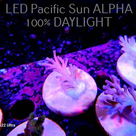   Acropora ECHINATA ICE FIRE (20.12.2023) L4-IV-18  4cm