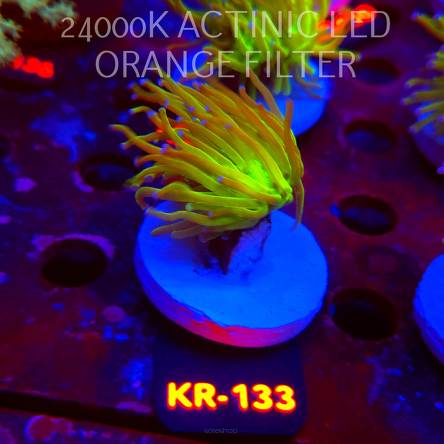 Euphyllia glabrescens TG TOXIC JOKER TORCH (01.09.2026) KR-133