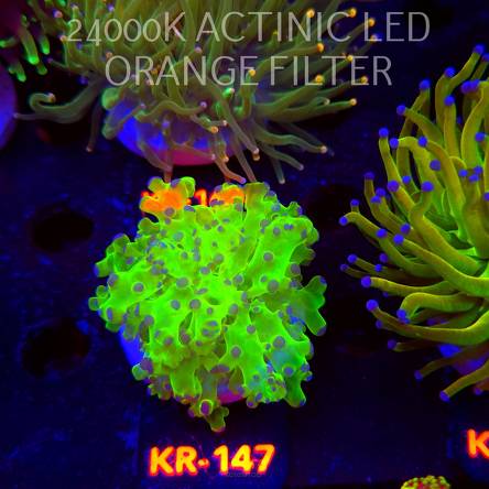 Euphyllia paradivisa ULTRA FLUO GREEN (17.01.2026) KR-147