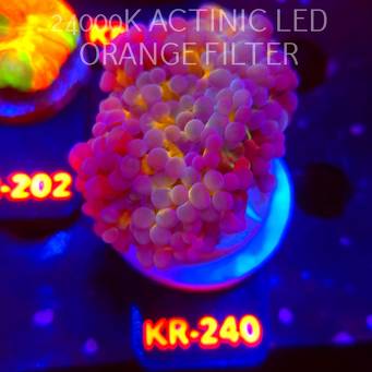 Euphyllia paradivisa GREEN-GOLD FRAMMER (06.03.2026) KR-240