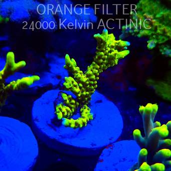 Anacropora WWC SLIMEBALL (20.03.2025) L1-II-26  6cm