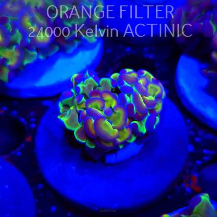 Euphyllia paraancora HOLOGRAM ULTRA (02.04.2025)