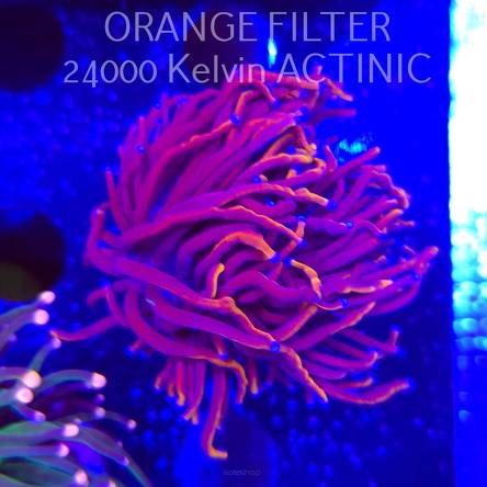 Euphyllia glabrescens DRAGON SOUL (13.06.2025)