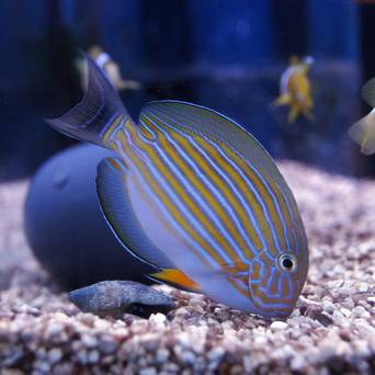 Acanthurus lineatus 7-8 cm