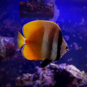 Chaetodon kleini rozmiar 6-7 cm
