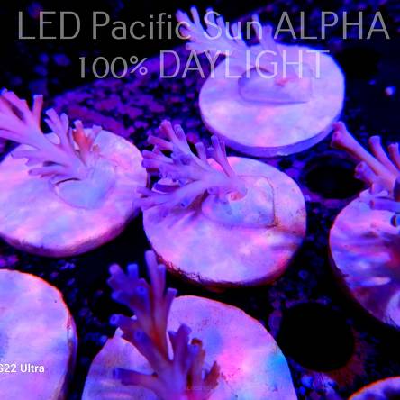   Acropora ECHINATA ICE FIRE (20.12.2023) L4-IV-20  4cm