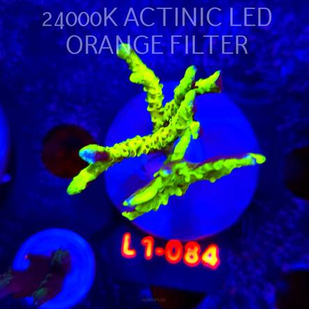 Anacropora WWC SLIMEBALL (09.10.2025) L1-084  7cm