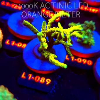 Anacropora WWC SLIMEBALL (02.08.2026) L1-089  7cm
