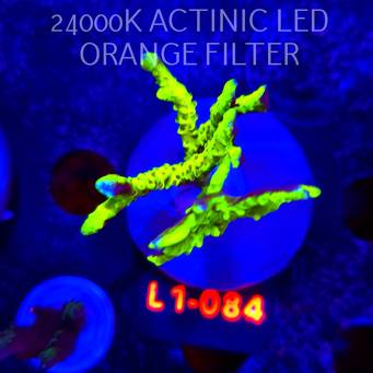 Anacropora WWC SLIMEBALL (09.10.2025) L1-084  7cm