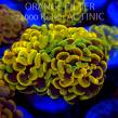 Euphyllia paraancora GOLD HOLOGRAM HAMMER (02.04.2025)