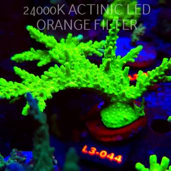 Acropora AUSTERA BANANA (04.01.2026) L3-044  15cm