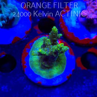 Acropora RR RAINBOW LOOM (19.06.2025) L3-II-4  5cm