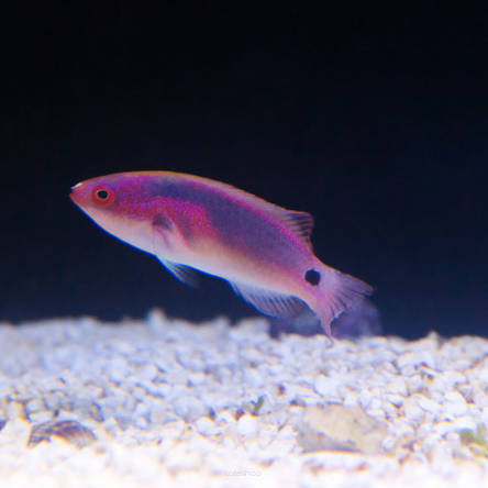 Cirrhilabrus exquisitus 7cm