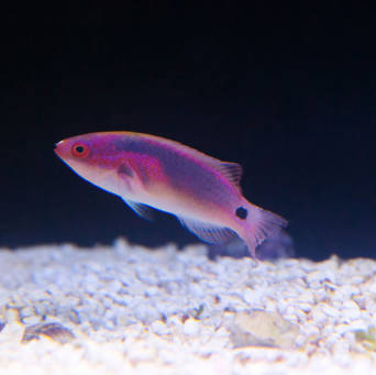 Cirrhilabrus exquisitus 7cm