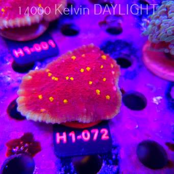 Echinophyllia KISS OF FIRE (11.10.2026) H1-072  7cm