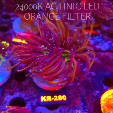 Euphyllia glabrescens NY KNICKS TORCH (19.09.2026) KR-280  2 HEADS