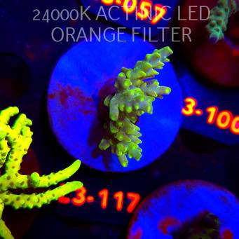 Acropora sp. PREMIUM AUSTRALIA (04.01.2026) L3-117  5cm