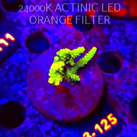 Acropora sp. PREMIUM AUSTRALIA (05.01.2026) L3-125  4cm