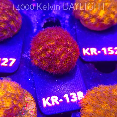 Leptastrea pruinosa JOHN DEERE (14.01.2026) KR-138  3cm