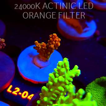 Acropora loripes GOLDEN JAWDROPPER (14.08.2026) L2-044  3cm
