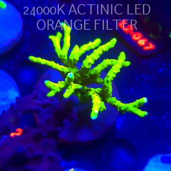 Anacropora WWC SLIMEBALL (14.11.2025) L2-022  7cm