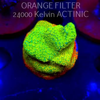 Montipora danae Jason Fox Fruity Pebbles (04.10.2025)  4cm