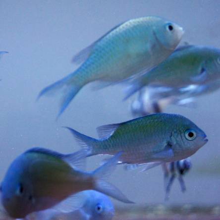 Chromis virIdis rozmiar 5-6 cm