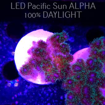 Pocillopora damicornis Bird of Paradise Birdsnest (23.01.2025)  5cm
