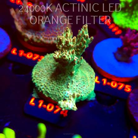Acropora TG PINK FLOYD ACRO (02.08.2026) L1-074  6cm