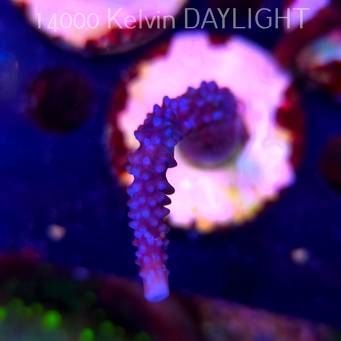 Acropora formosa BLUE JEANS (19.06.2025) L3-I-20  10cm