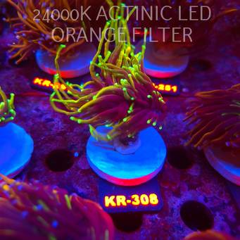 Euphyllia glabrescens OG DRAGON SOUL (19.09.2026) KR-308  1+HEAD